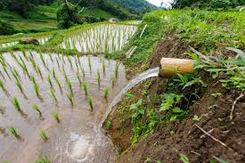 Bamboo mitigates climate change, offers other benefits – Ogbodo