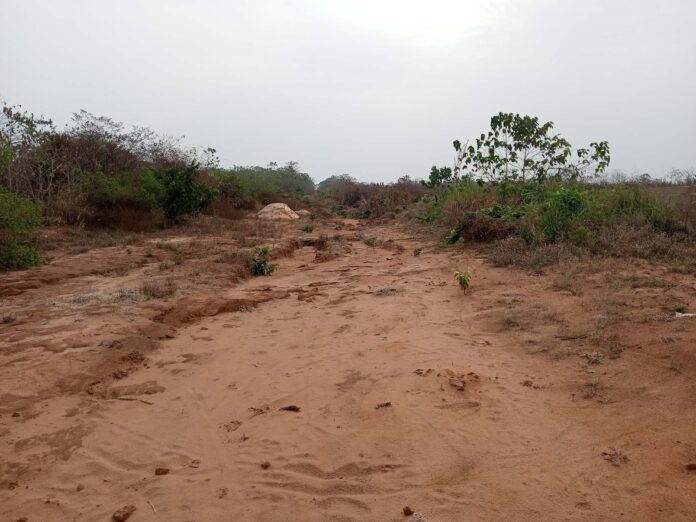 Anambra lost 538 hectare of natural forest in 2024 – Global Forest Watch