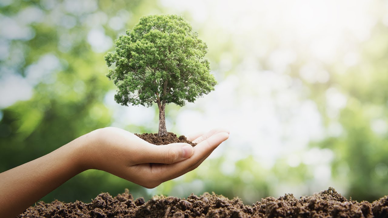Plant trees, not parties: NCF DG advises Nigerians